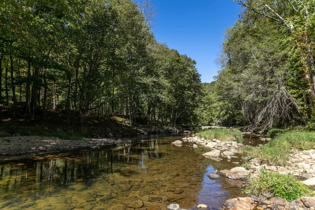 This image showcases a calm river bordered by lush green trees and a rocky riverbed, evoking a serene, natural environment ideal for nature walks and outdoor exploration with pets.